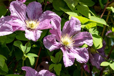 Renkli çiçeklerin açtığını yakından gördüm..