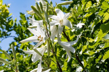 Büyütülmüş güzel bahçe çiçekleri..