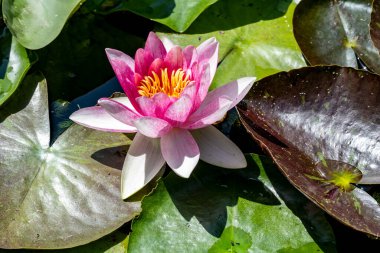 Gölette güzel nilüfer çiçekleri. Yaklaş. 