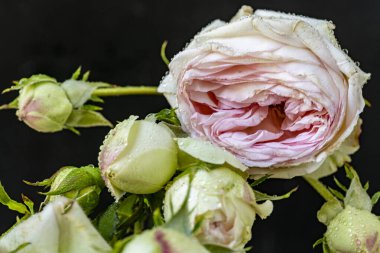 Çiçekli arka plan, güzel çiçekleri kapat.  