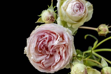 Çiçekli arka plan, güzel çiçekleri kapat.  