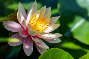 Gölette güzel nilüfer çiçekleri. Yaklaş. 