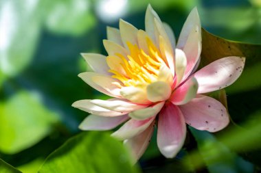 Gölette güzel nilüfer çiçekleri. Yaklaş. 