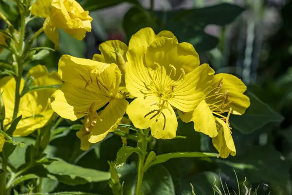Bahçedeki çiçeklere yoğun bir şekilde odaklan..