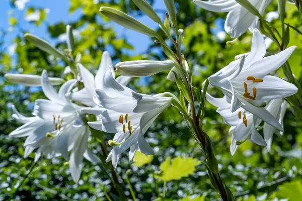 Çiçek şeklinde doğanın renklerinin karmaşık görünümü.