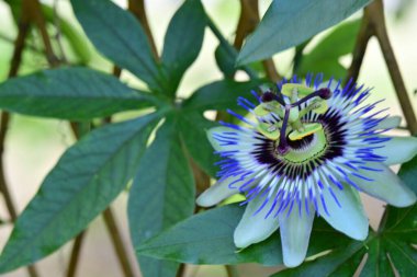 Çiçekli arka plan, güzel çiçekleri kapat.  