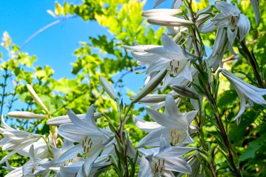 Çiçek şeklinde doğanın renklerinin karmaşık görünümü.