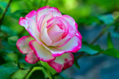 Çiçekli arka plan, güzel çiçekleri kapat.  