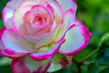 Çiçekli arka plan, güzel çiçekleri kapat.  