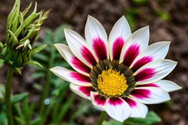 Çiçekli arka plan, güzel çiçekleri kapat.  