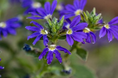 Canlı bir bahçede makro çiçek portresi.