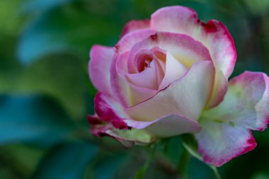 Çiçekli arka plan, güzel çiçekleri kapat.  