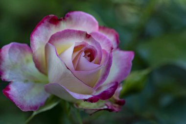 Çiçekli arka plan, güzel çiçekleri kapat.  