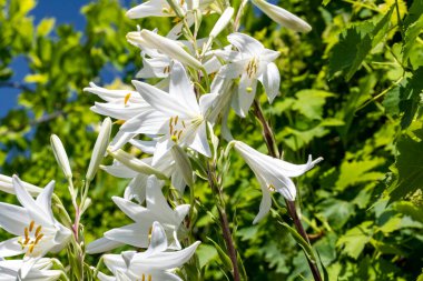 Çok renkli çiçeklerin yakın çekim çerçevesi.