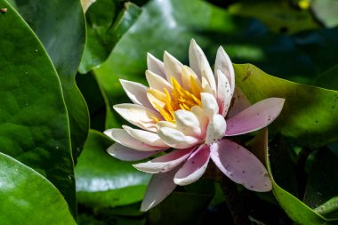 Gölette güzel nilüfer çiçekleri. Yaklaş. 