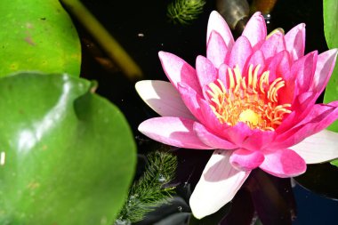 Gölette güzel nilüfer çiçekleri. Yaklaş. 