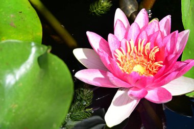 Gölette güzel nilüfer çiçekleri. Yaklaş. 