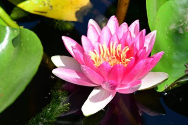 Gölette güzel nilüfer çiçekleri. Yaklaş. 