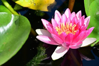 Gölette güzel nilüfer çiçekleri. Yaklaş. 