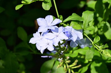Canlı bir bahçede makro çiçek portresi.