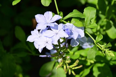 Büyütülmüş güzel bahçe çiçekleri..