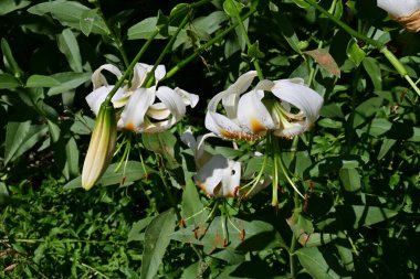 Bahçede beyaz zambak çiçekleri 