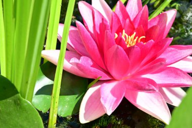 Gölette güzel nilüfer çiçekleri. Yaklaş. 