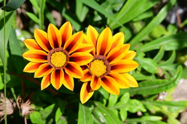 Çarpıcı çiçeklerin yakın perspektifi canlı renklerde.