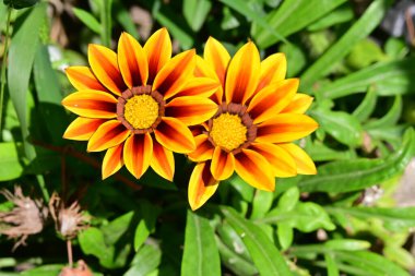 Çarpıcı çiçeklerin yakın perspektifi canlı renklerde.