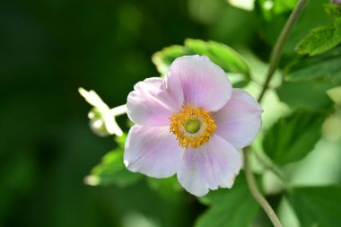 Çiçekli arka plan, güzel çiçekleri kapat.  