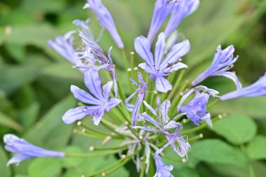 Çarpıcı çiçeklerin yakın perspektifi canlı renklerde.
