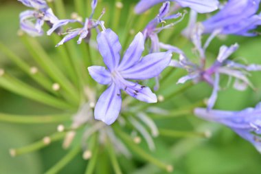 Çarpıcı çiçeklerin yakın perspektifi canlı renklerde.