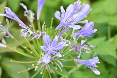 Çarpıcı çiçeklerin yakın perspektifi canlı renklerde.