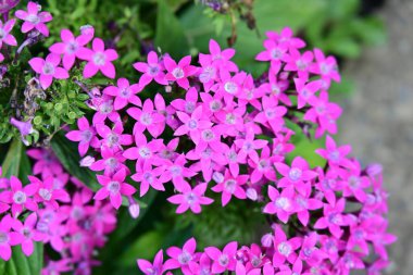 Canlı bir bahçede makro çiçek portresi.