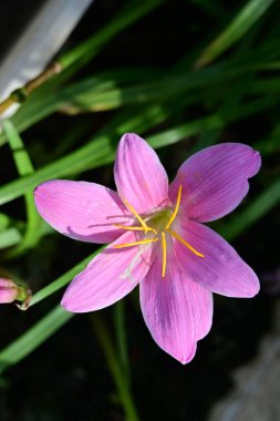Çiçekli arka plan, güzel çiçekleri kapat.  