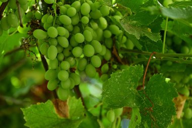 Bir demet olgun üzüm ve yeşil üzüm.