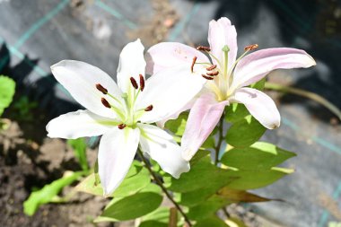 Büyütülmüş çiçek güzelliği doğal bir bahçede.