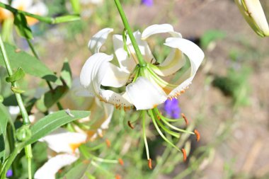 Samimi bir çerçevede gösterilen güzel çiçekler.