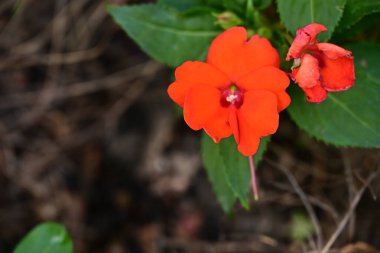 Renkli çiçeklerin güzelliği üzerine sıkı bir lens..