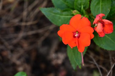 Canlı renklerle dolu çiçekleri yakın plan çek..