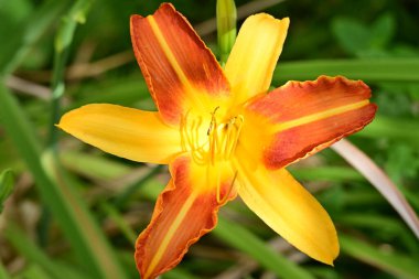 Bahçedeki turuncu zambak çiçekleri kapatın. 