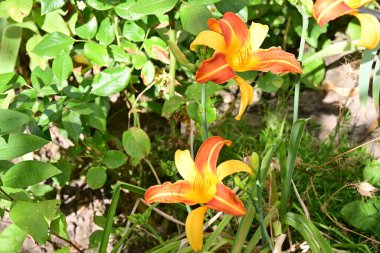 Bahçedeki turuncu zambak çiçekleri kapatın. 