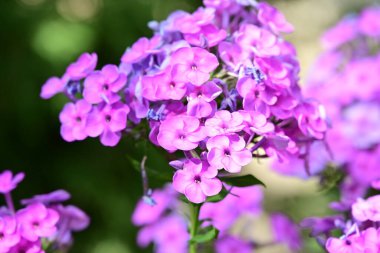 Canlı renklerle dolu çiçekleri yakın plan çek..