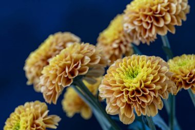 Işık saçan çiçeklerin makro görüntüsü.