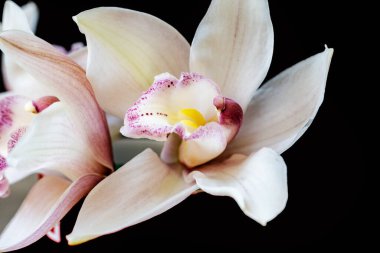 Canlı renklerle dolu çiçekleri yakın plan çek..