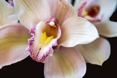 Samimi bir çerçevede gösterilen güzel çiçekler.