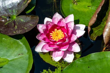 Göldeki güzel nilüfer çiçeğini kapat.