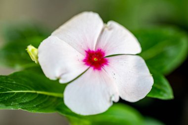 Çiçekli arka plan, güzel çiçekleri kapat.  