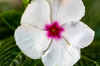 Çiçekli arka plan, güzel çiçekleri kapat.  