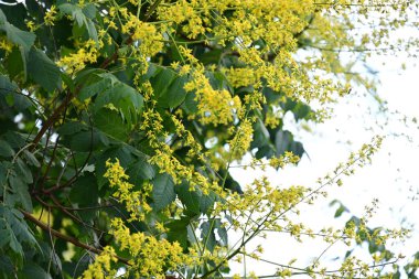 Bahçedeki sarı çiçekler